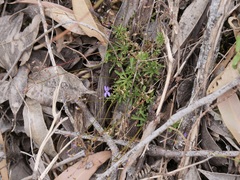 Stylidium pritzelianum