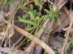 Stylidium pritzelianum