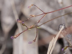 Stylidium pritzelianum