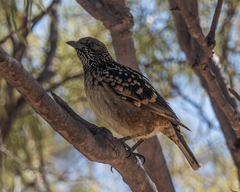 Chlamydera guttata