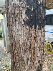 Eucalyptus botryoides