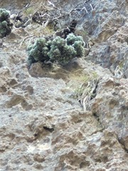 Erica occulta