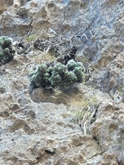 Erica occulta
