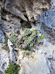 Erica occulta