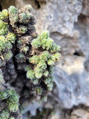 Erica occulta