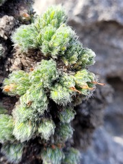 Erica occulta