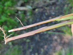 Carex acutiformis