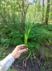 Carex acutiformis