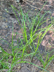Carex acutiformis
