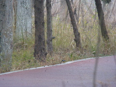 Periparus venustulus