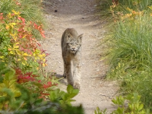 Canada Lynx