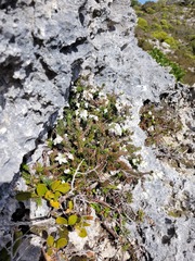 Erica calcareophila