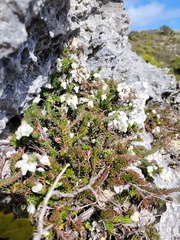 Erica calcareophila