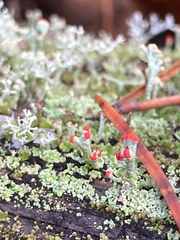 Cladonia cristatella