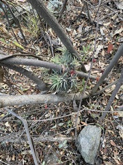 Tillandsia ionantha