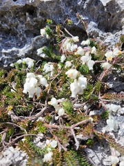 Erica calcareophila