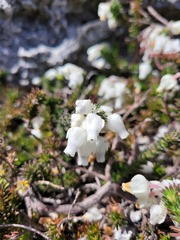 Erica calcareophila