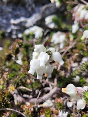 Erica calcareophila