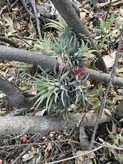 Tillandsia ionantha