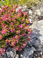 Erica gracilipes