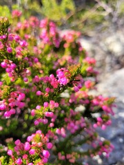 Erica gracilipes