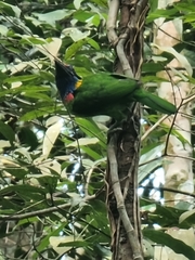 Psilopogon rafflesii