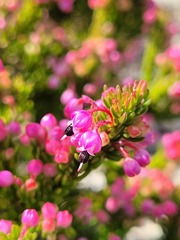 Erica gracilipes
