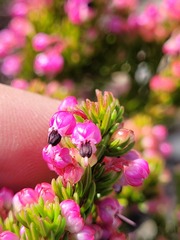 Erica gracilipes