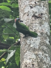 Psilopogon rafflesii