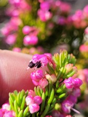 Erica gracilipes