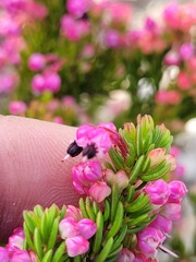 Erica gracilipes