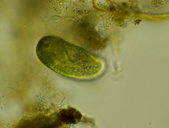 Paramecium bursaria