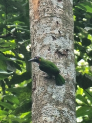 Psilopogon rafflesii