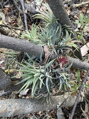 Tillandsia ionantha