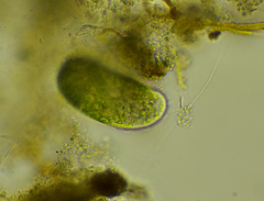 Paramecium bursaria