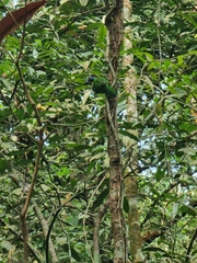 Psilopogon rafflesii