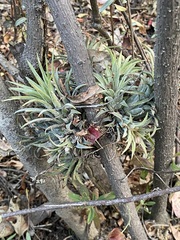 Tillandsia ionantha