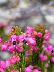 Erica gracilipes
