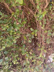 Alyxia buxifolia