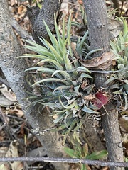 Tillandsia ionantha