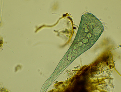 Stentor coeruleus