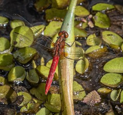 Rhodothemis lieftincki