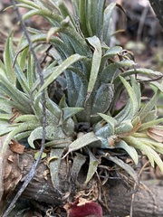 Tillandsia ionantha