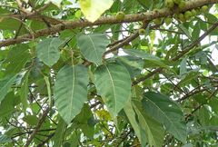 Ficus racemosa