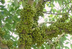 Ficus racemosa