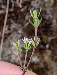 Asperula gunnii