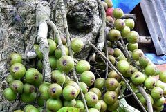 Ficus racemosa