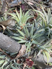 Tillandsia ionantha