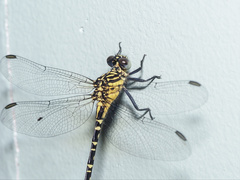 Hemigomphus comitatus