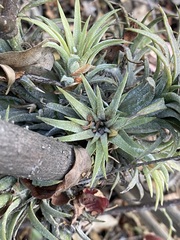 Tillandsia ionantha